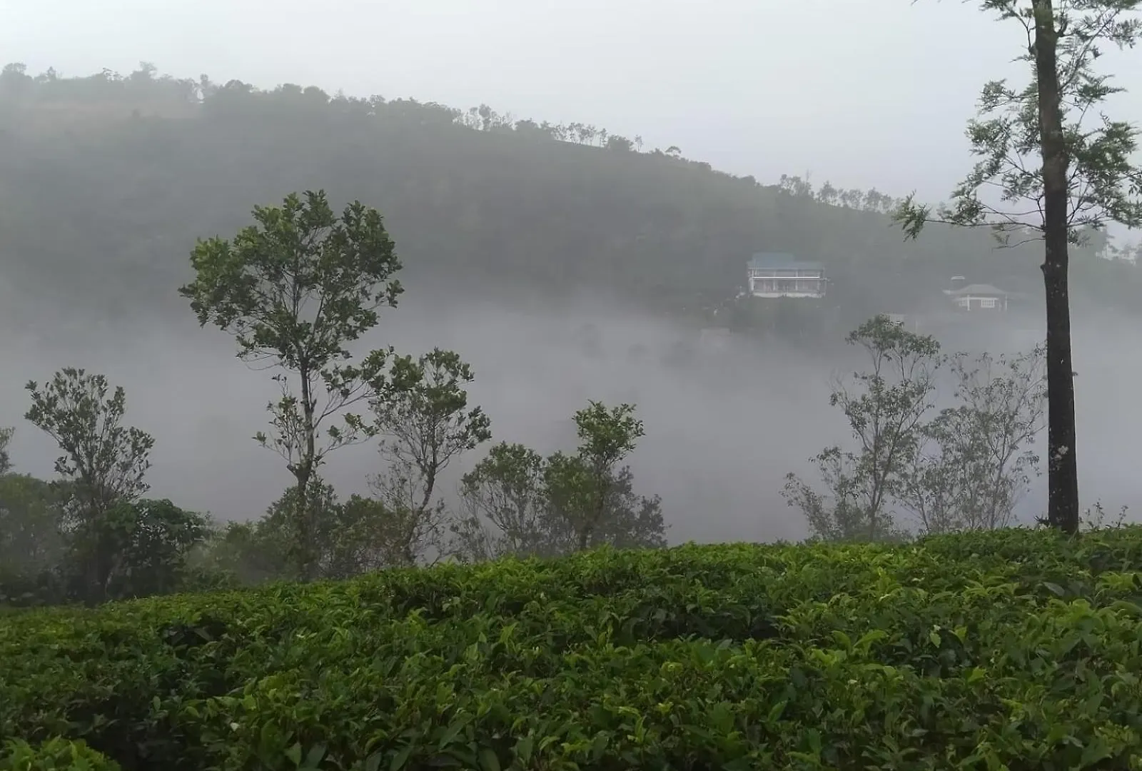 Tharayil Farm Stay Vagamon