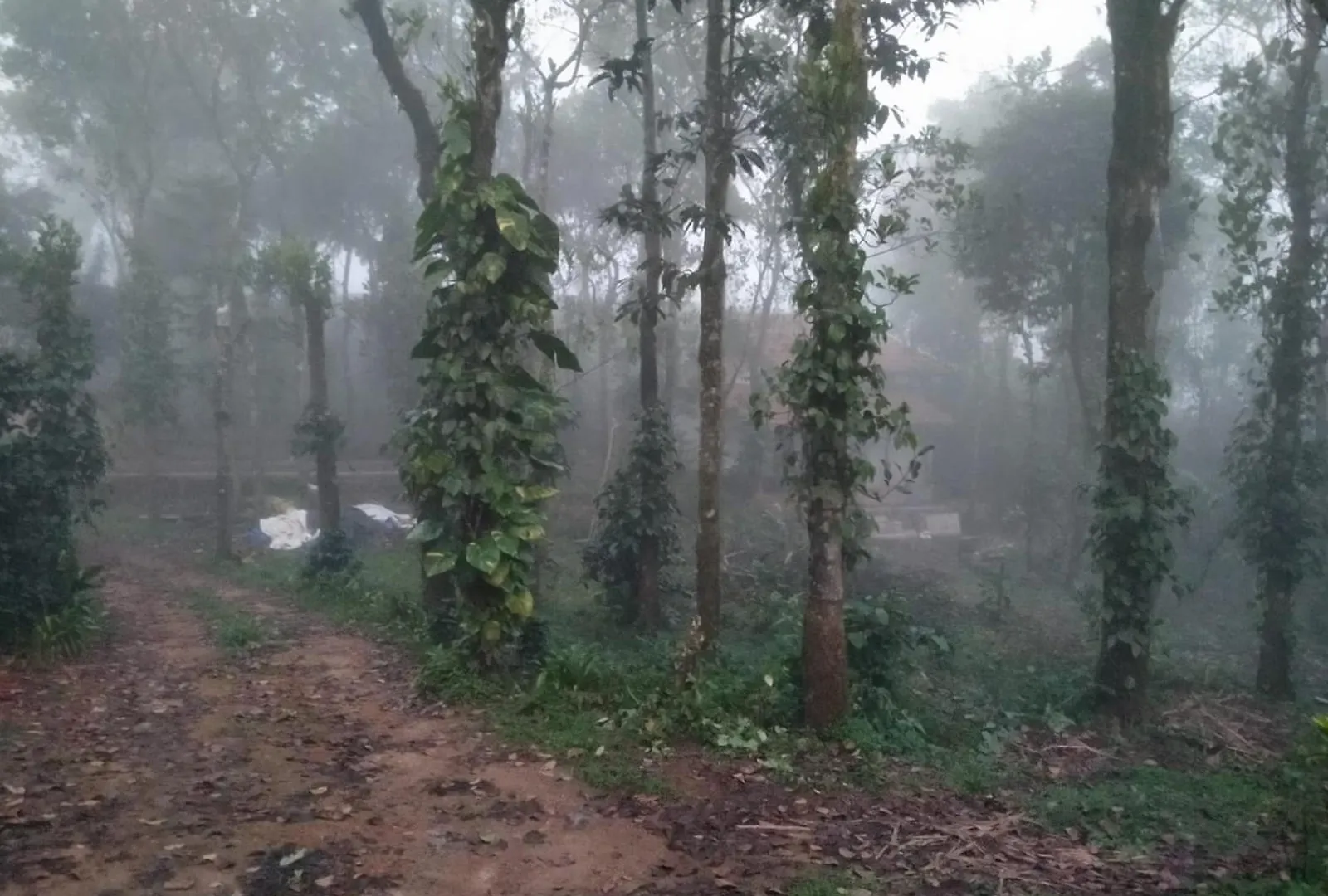 Tharayil Farm Stay Vagamon